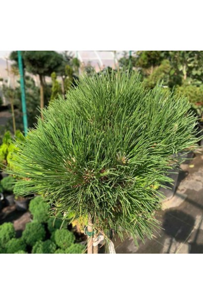 Сосна чорна Cebennensis Nana штамбова форма